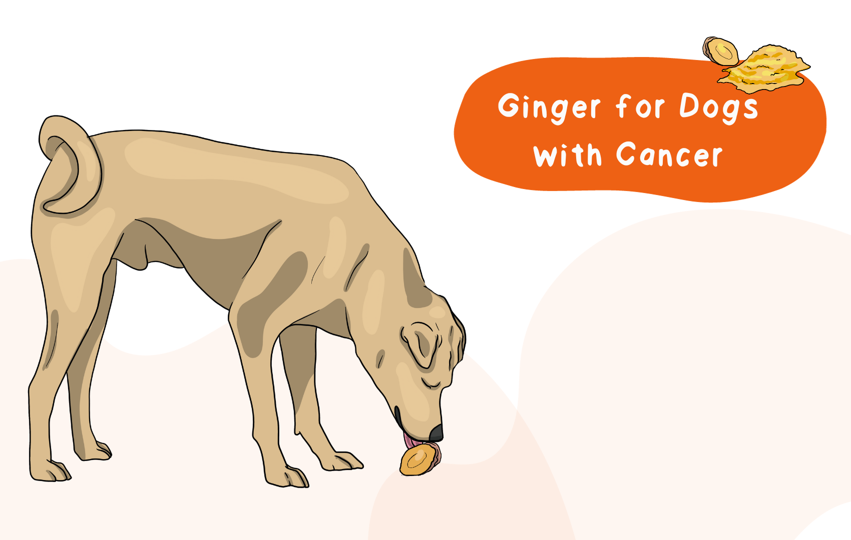 Feed Ginger For Your Dog That Has Cancer