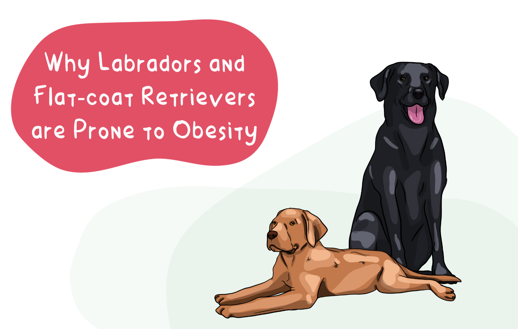 Why Labrador and Flat-coat Retrievers are Prone to Obesity