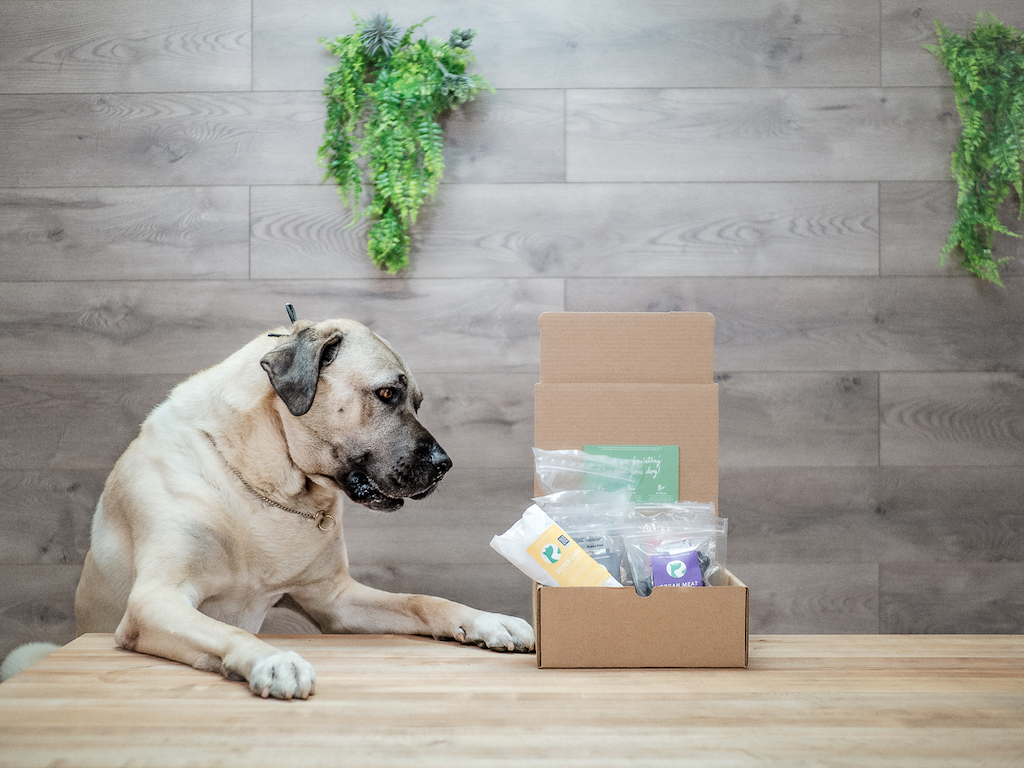 Real Dog | How To Introduce Real Dog Box Treats